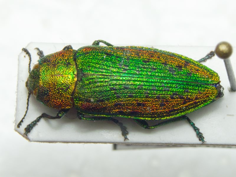 Lamprodila rutilans rutilans (Fabricius, 1777)